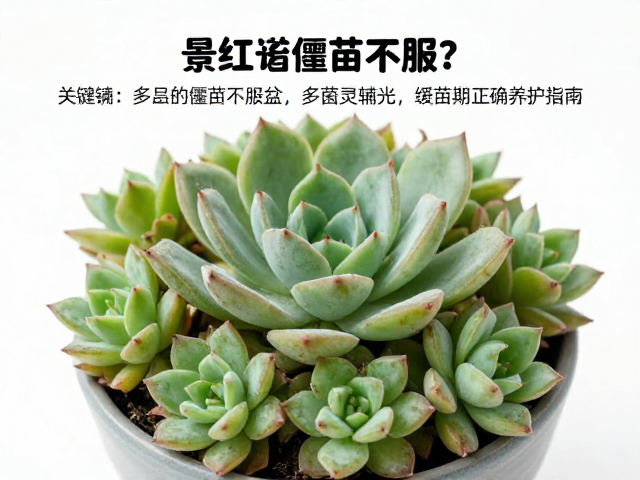 景天多肉僵苗不服盆？多菌灵辅助，缓苗期正确养护指南