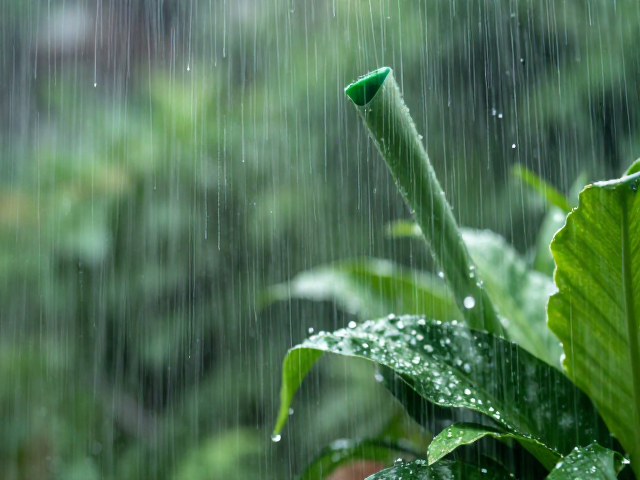 阴雨天暂停浇水保平安