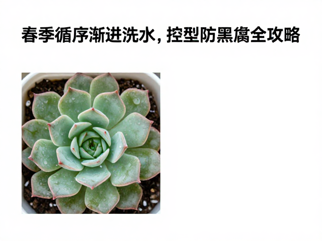 春季浇水策略与频率控制