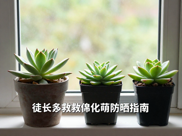 锦化品种的光敏特性与防晒逻辑