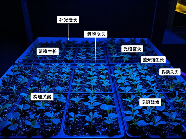 补光防徒长，蓝光促紧凑生长，按空间大小精准摆放实操技巧