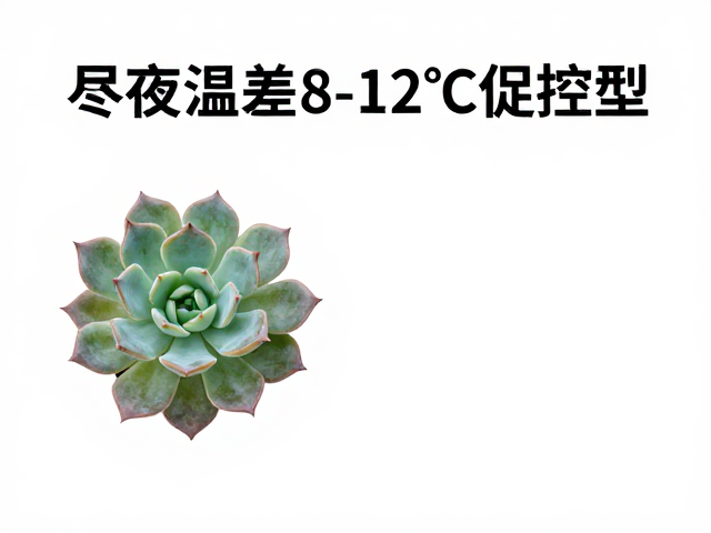 多肉昼夜温差8-12℃促控型，低于5度半休眠防烂根
