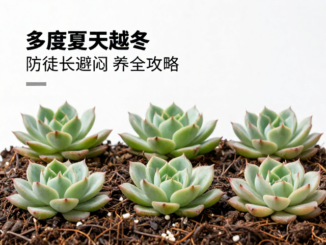 科学浇水与土壤配比如何应对热应激