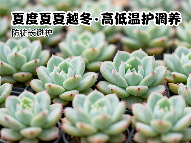 防徒长与避闷养的综合调控技巧