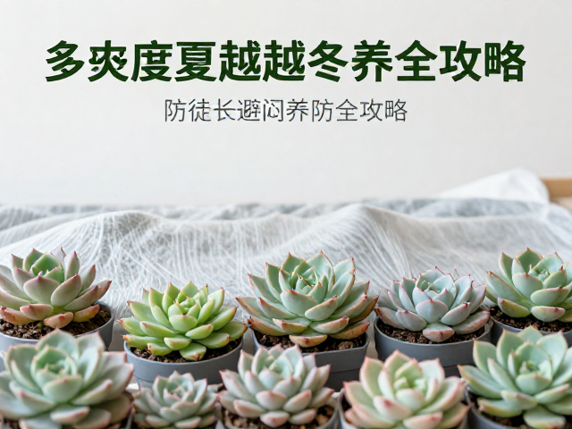 低温环境下的保温与光照管理策略