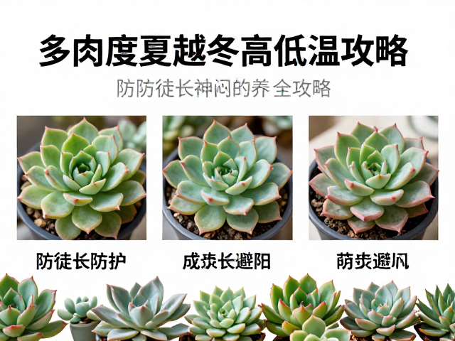 多肉度夏越冬高低温防护，防徒长避闷养全攻略