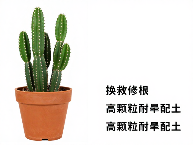 仙人掌徒长怎么办？换盆修根，高颗粒耐旱配土，急救指南