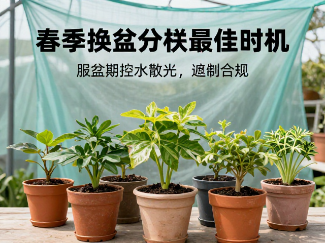 春季换盆分株最佳时机，服盆期控水散光，遮阳网养护指南