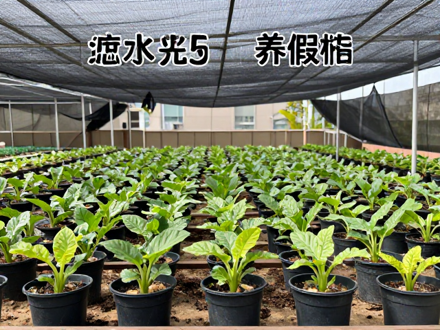 服盆期的水分管理与光照控制