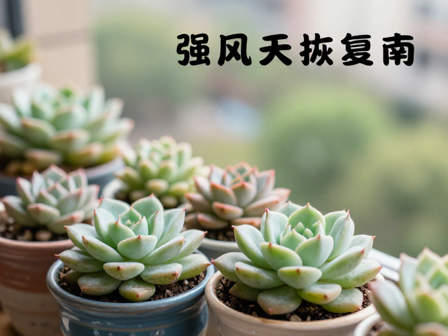 春季多肉恢复期，阳台养护要点与强风天加固指南