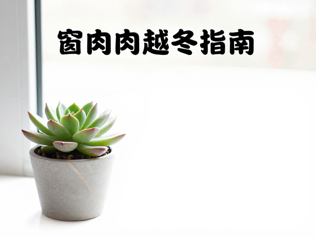 浇水时机与水分管理的调整