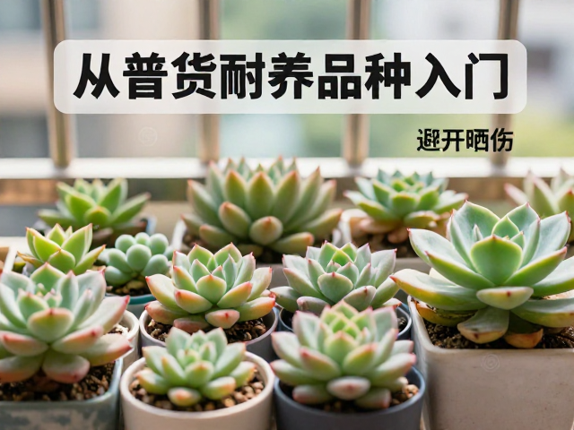 西向阳台多肉怎么养？避开晒伤，从普货耐养品种入门