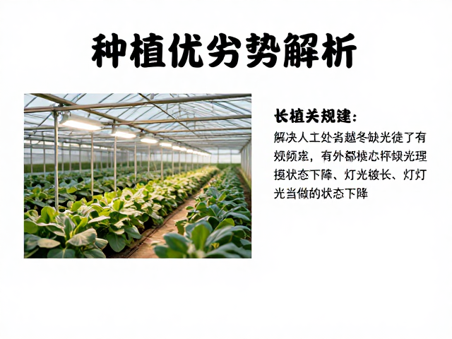 人工补光对作物生理状态的影响机制