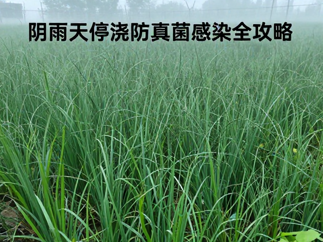 扦插期温湿度光照管控，阴雨天停浇防真菌感染全攻略