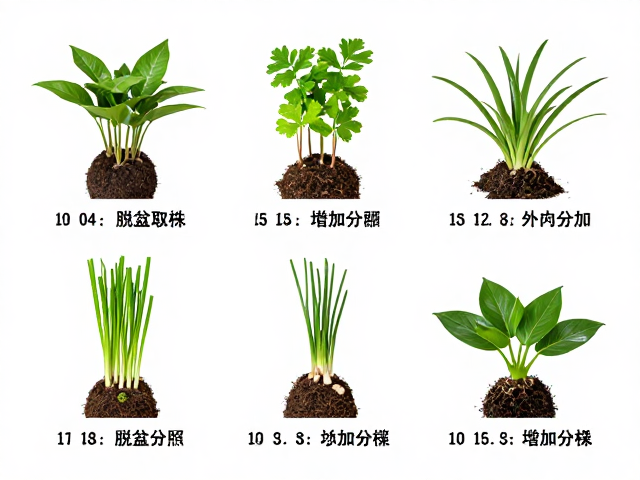 分株后的缓苗与逐步增加日照指南