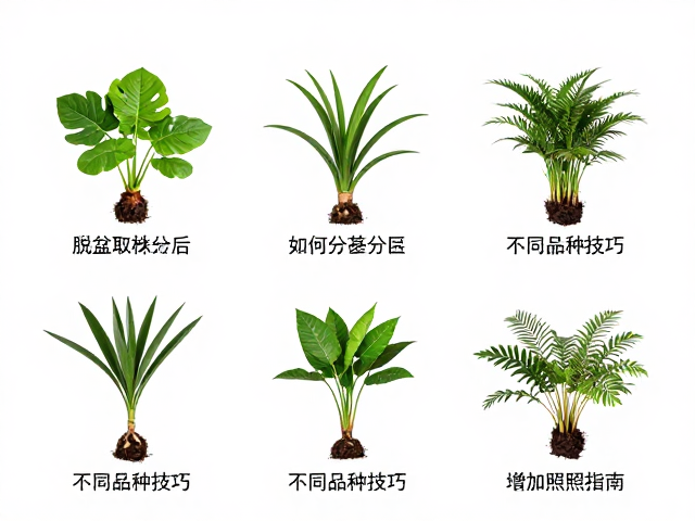 不同品种的分株技巧与操作细节