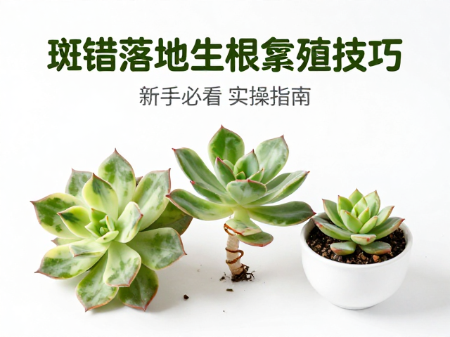 斑锦多肉落地生根繁殖技巧，加速生长，新手必看实操指南