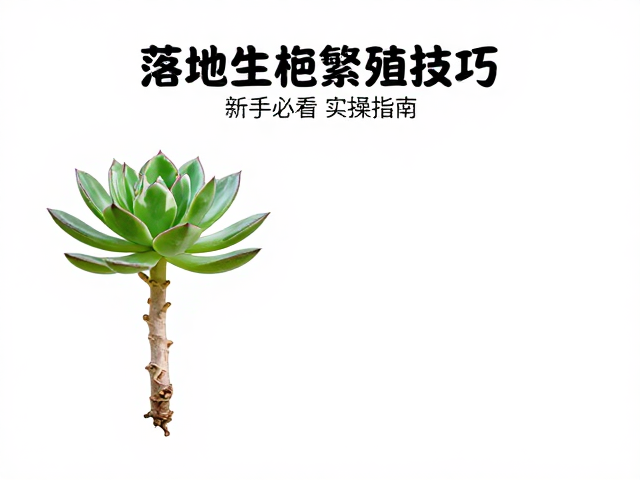 移栽定植与后期养护