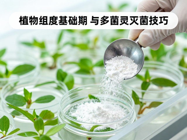 稳定期与灭菌协同管理的实操细节
