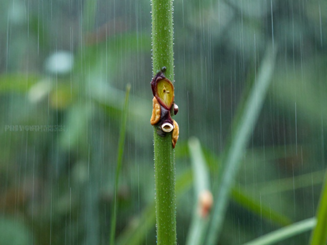 连续阴雨引发软腐病？识别症状，切除腐烂部位防治指南