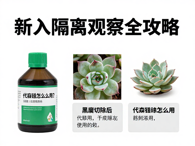 多肉黑腐切除后，代森锰锌怎么用？新入隔离观察全攻略