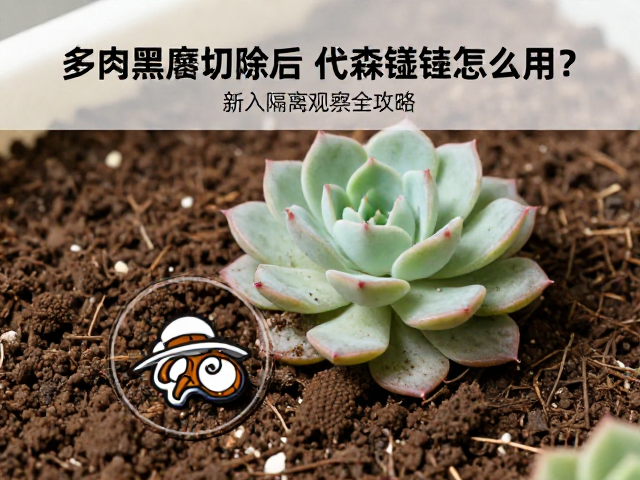 复土定植与长期养护的衔接策略