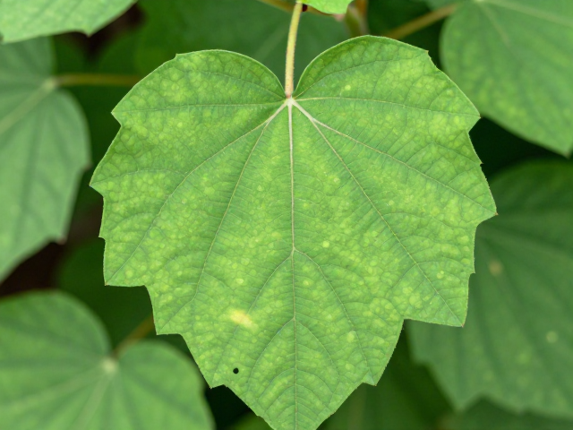 叶心检查:早期预警的关键环节