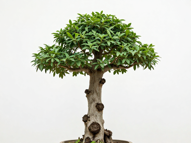 光照管理的季节性策略
