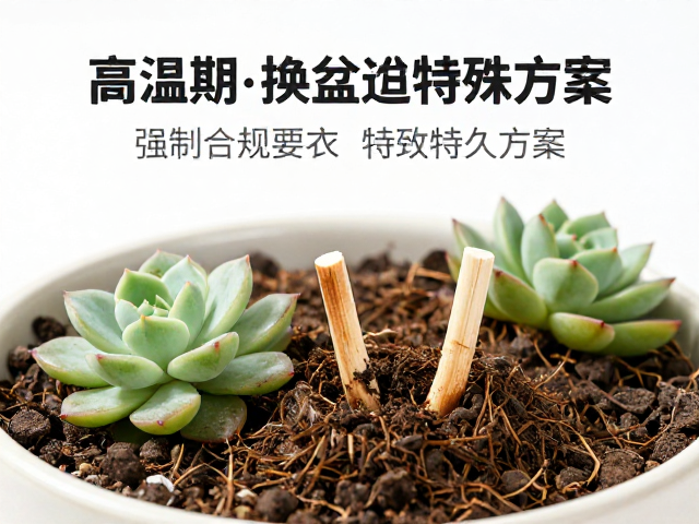 高温期避换盆的科学依据与替代方案