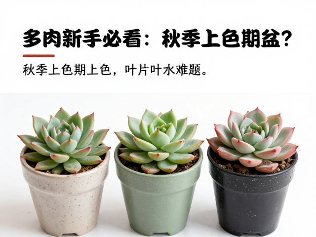 多肉新手必看，秋季上色期何时换盆？解决叶片化水难题