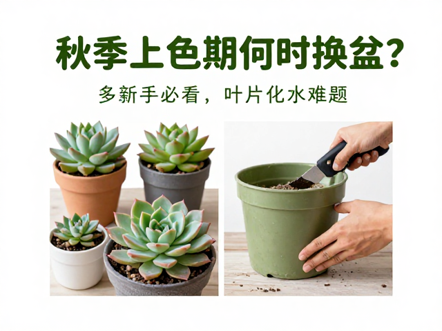 换盆操作中的关键细节与注意事项