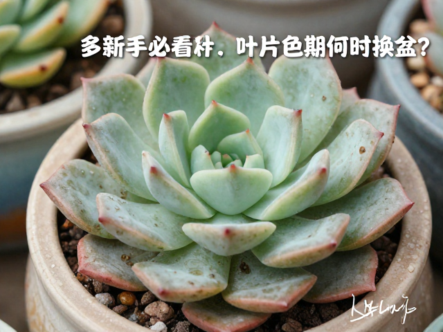 应对叶片化水的核心处理方案