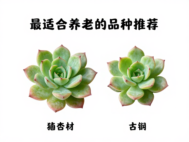 吉娃娃是番杏科多肉吗？最适合养老桩的品种推荐