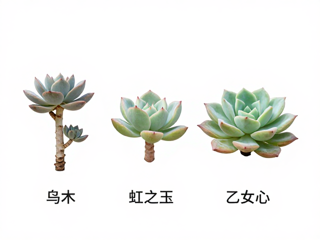 茎干与生长习性的区别