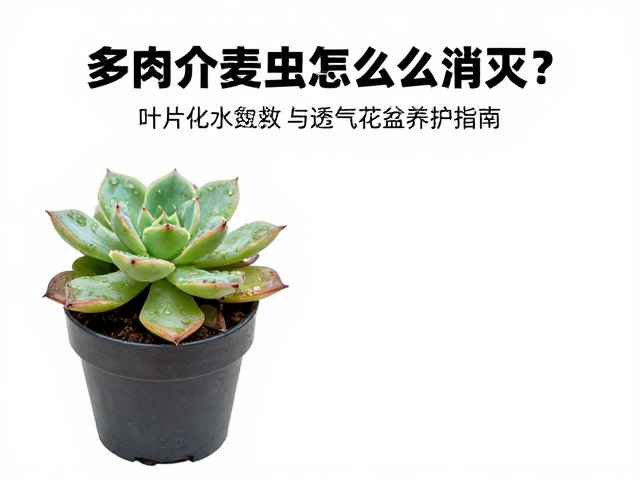 叶片化水与病株隔离