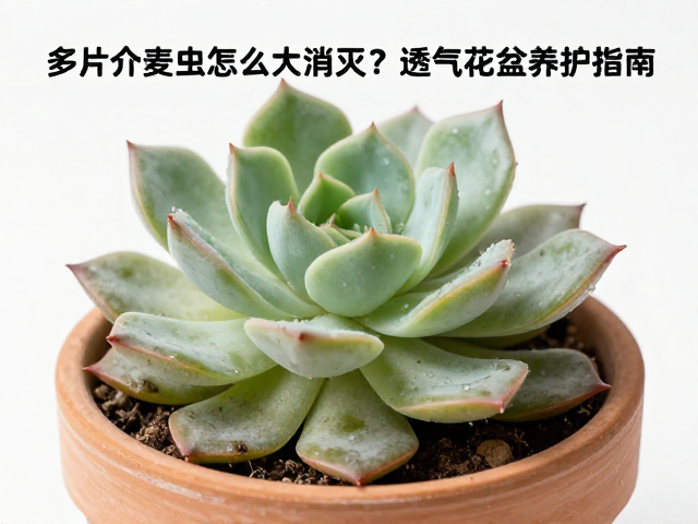 物理清除与药剂选择