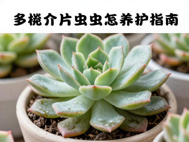 日常养护与环境调控