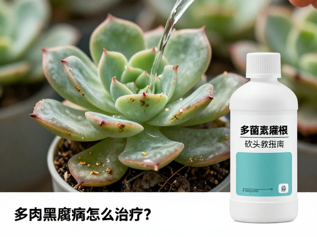 多菌灵灌根的标准操作与浓度配比
