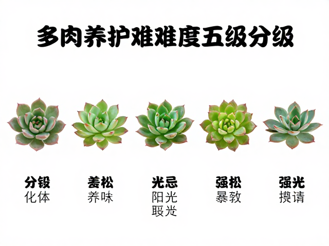 分株繁殖的操作要点与注意事项