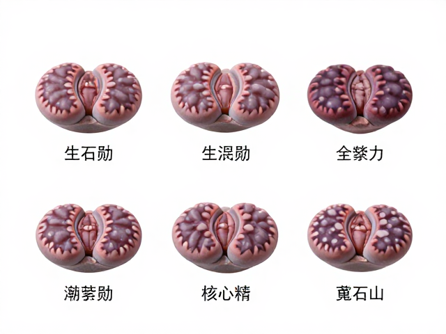 紫勋（Lithops aucotii &times; L. schwantesii）的形态识别要点