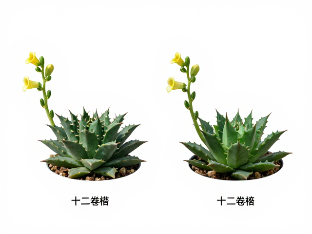 十二卷属多肉对比，钟形花特征详解，同属相似品种区分指南