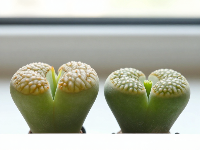 叶尖形态特征:窗面结构与裂口细节