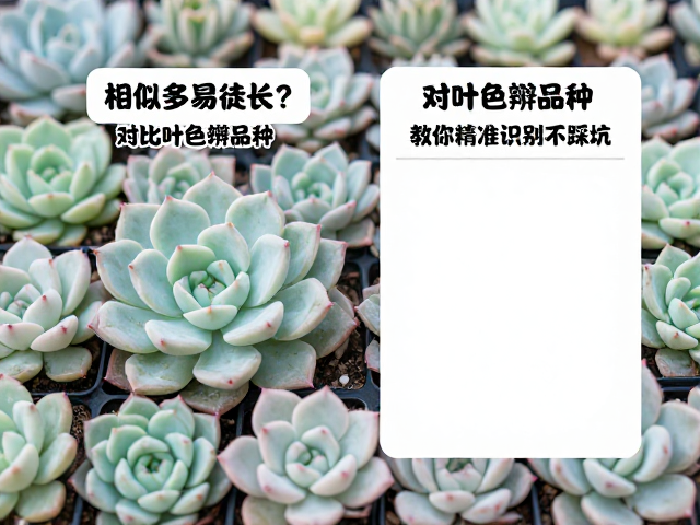 浅色系品种:敏感度的直观体现