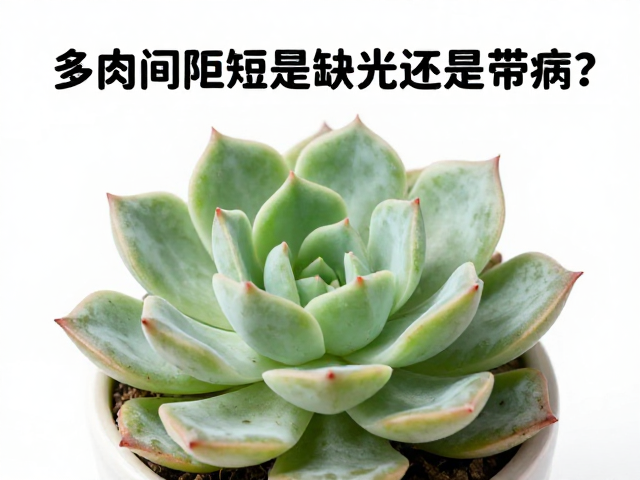 多肉叶间距短是缺光还是带病？虫卵虫害辨别与弱苗急救指南