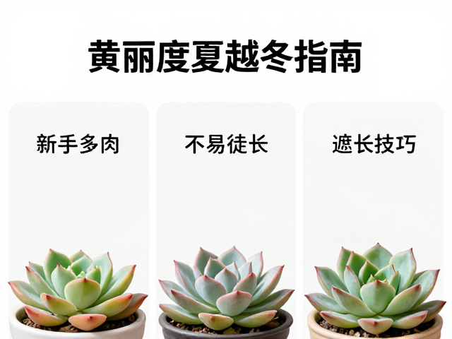 黄丽度夏越冬指南，双简单新手多肉不易徒长技巧