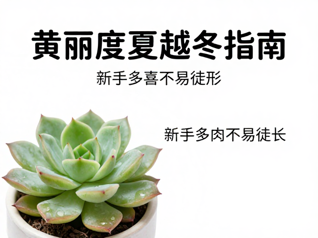 日常浇水频率与环境湿度控制