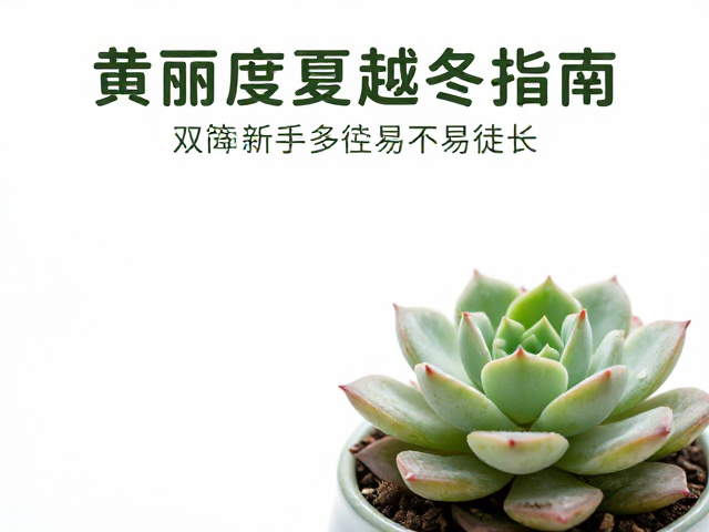 越冬期间的控水与光照管理