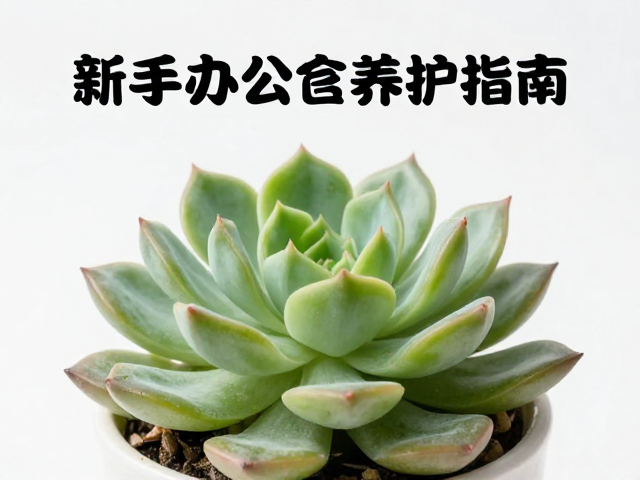 办公室微环境的调控技巧