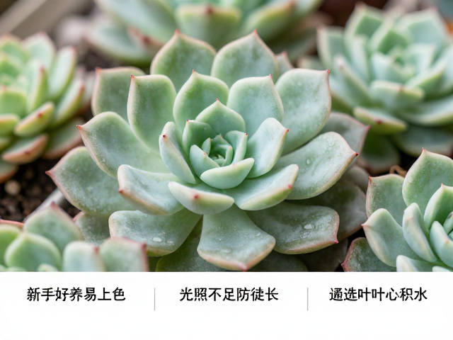 光照不足环境下的防徒长策略