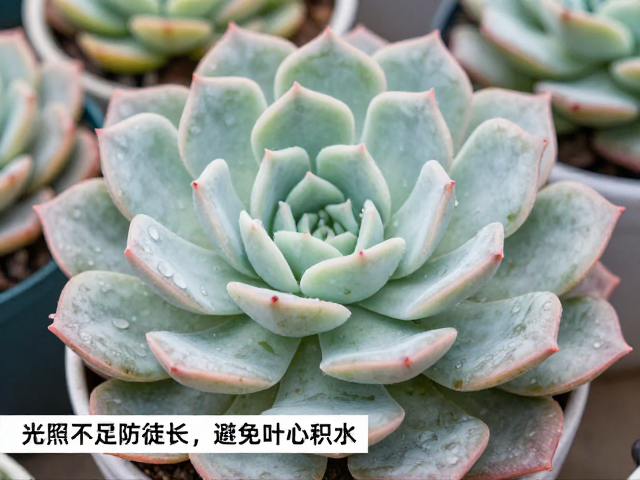 新手好养易上色多肉，光照不足防徒长，避免叶心积水技巧